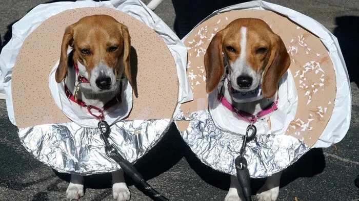 Verkleidet als Hotdog, Gladiator, Jesus oder auch das Haus aus Pixars Animationsfilm "Up": New Yorker Hunde und deren Besitzer sind am Samstag (Ortszeit) in allerlei kreativen Halloween-Kostümen aufeinandergetroffen.