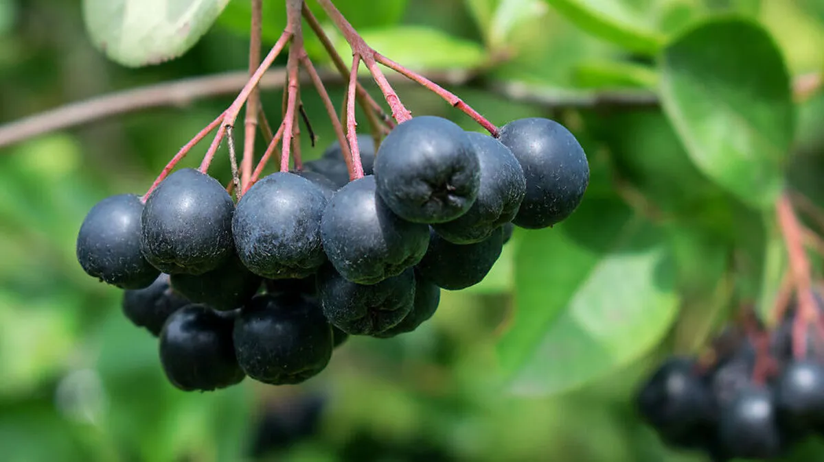 Reif werden die Aroniabeeren