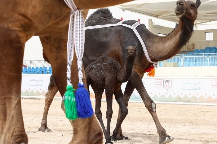 Die Organisatoren waren allerdings auf der Hut, nachdem bei einem Kamel-Festival in Saudi-Arabien wieder 43 Tiere wegen des Einsatzes von Substanzen disqualifiziert worden waren, die ihre Lippen voller und ihre Höcker besser geformt wirken lassen sollten.