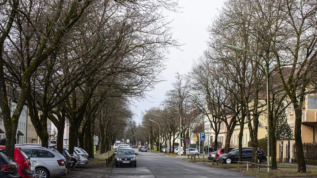 Noch ein schöner Anblick: die Prachtallee in der Jesserniggstrasse in Klagenfurt 