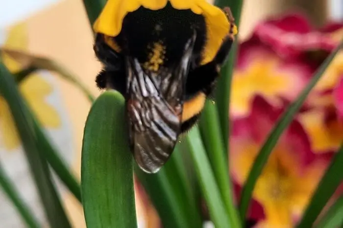 Bei der Nahrungssuche ließ sich diese Hummel von Leserreporterin Anna Schönegger aus Groß St. Florian beobachten.