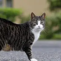 Katzenbisse sind oft viel gefährlicher, als es zunächst scheint