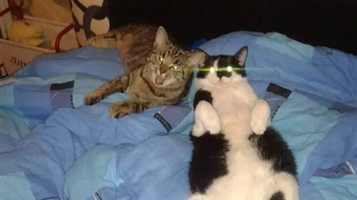 Felix aus Sinabelkirchen kuschelt mit seiner Freundin.