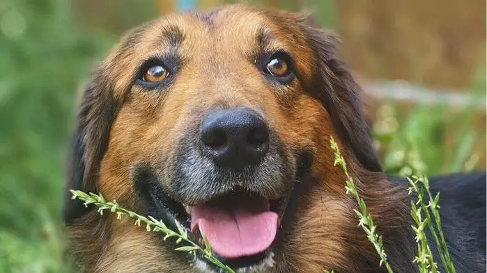 Einer der geretteten Hunde, „Uwe“, braucht besonders dringend medizinische Behandlung 