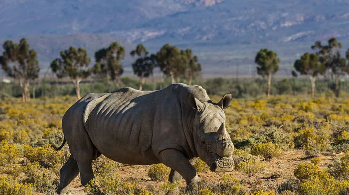 Geschätzt 25.000 Nashörner leben nur  noch in ganz Afrika