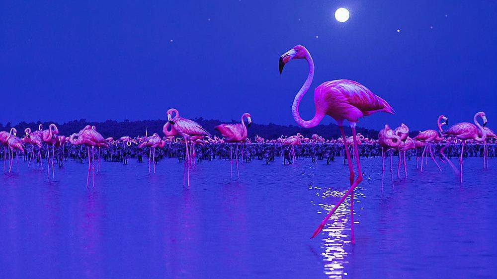 Eine Flamingo-Kolonie im Mondschein
