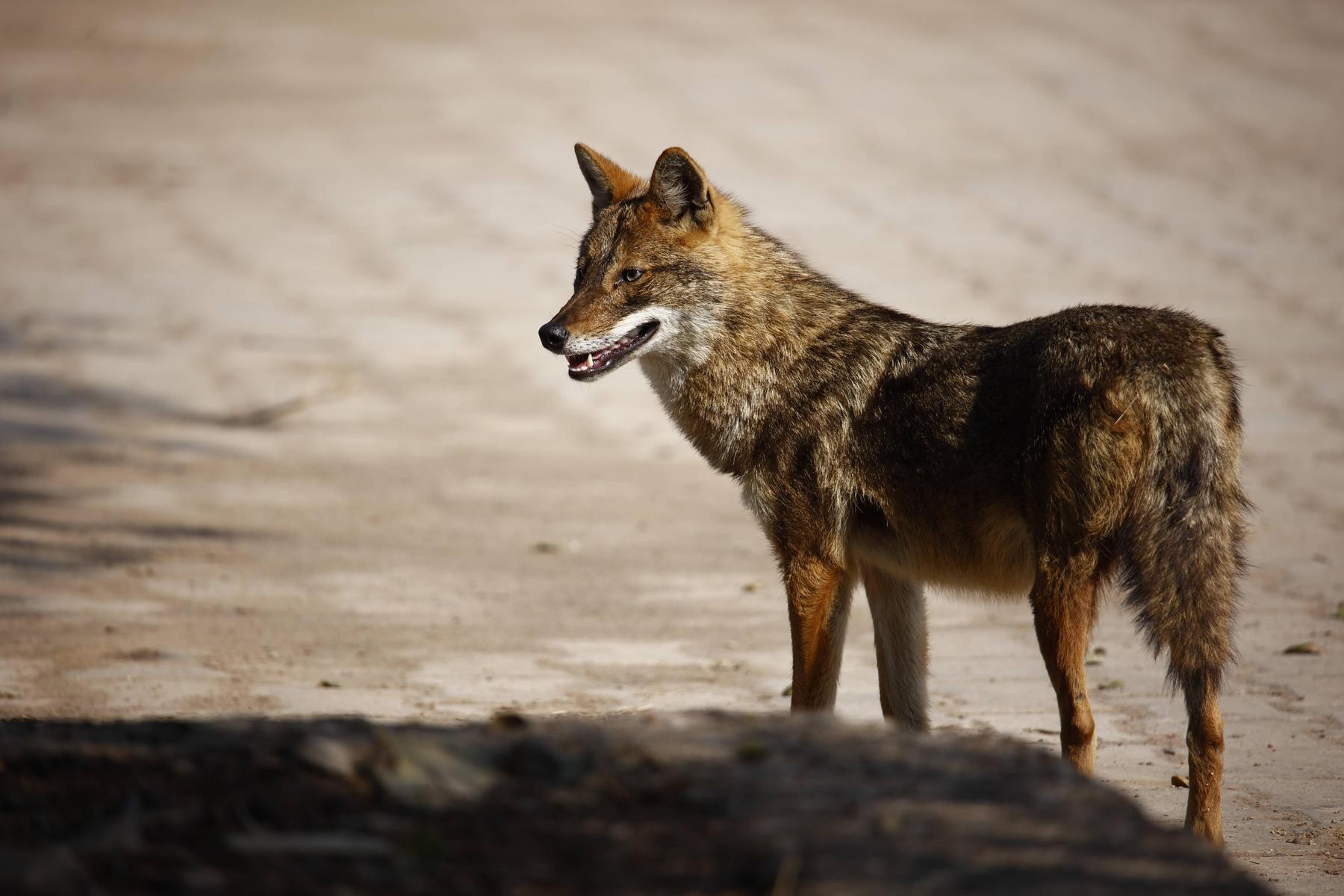 „Kleiner Bruder“ des Wolfes: Ein Exot breitet sich in Kärntens Wäldern immer weiter aus  