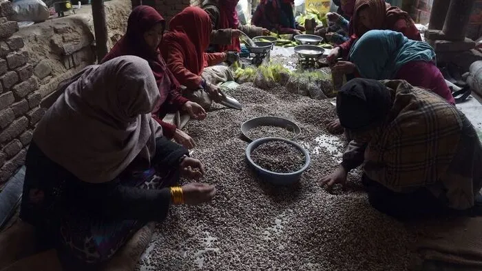 Pistazienernte in Afghanistan 
