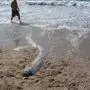 MEXICO - JANUARY 11: People look at Dead Oarfish 'Sea Serpent' that washed ashore on a beach in Mexico. Oarfish dive more than 3,000 feet deep, sighting of the creatures are rare. Oarfish 'Sea Serpent'. Oarfish dive more than 3,000 feet deep, sight