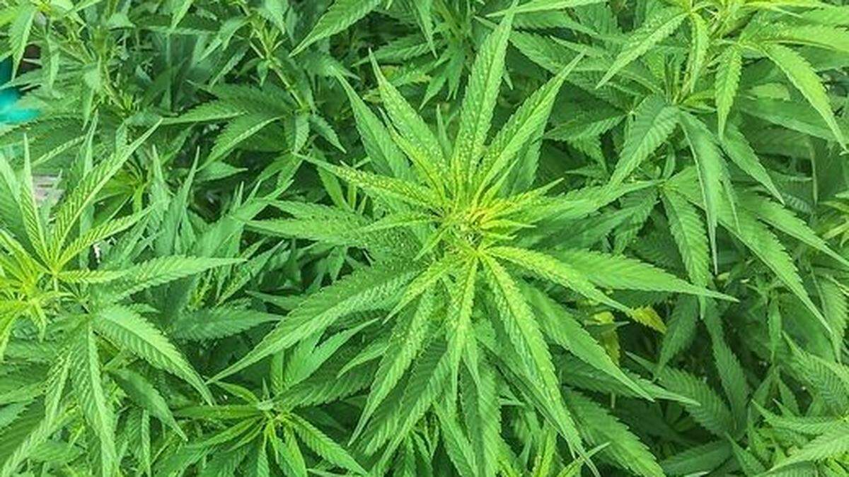 Die Polizisten stellten Marihuana und Utensilien sicher (Sujetbild)