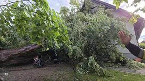 In Mureck krachte ein alter Baum auf ein Haus