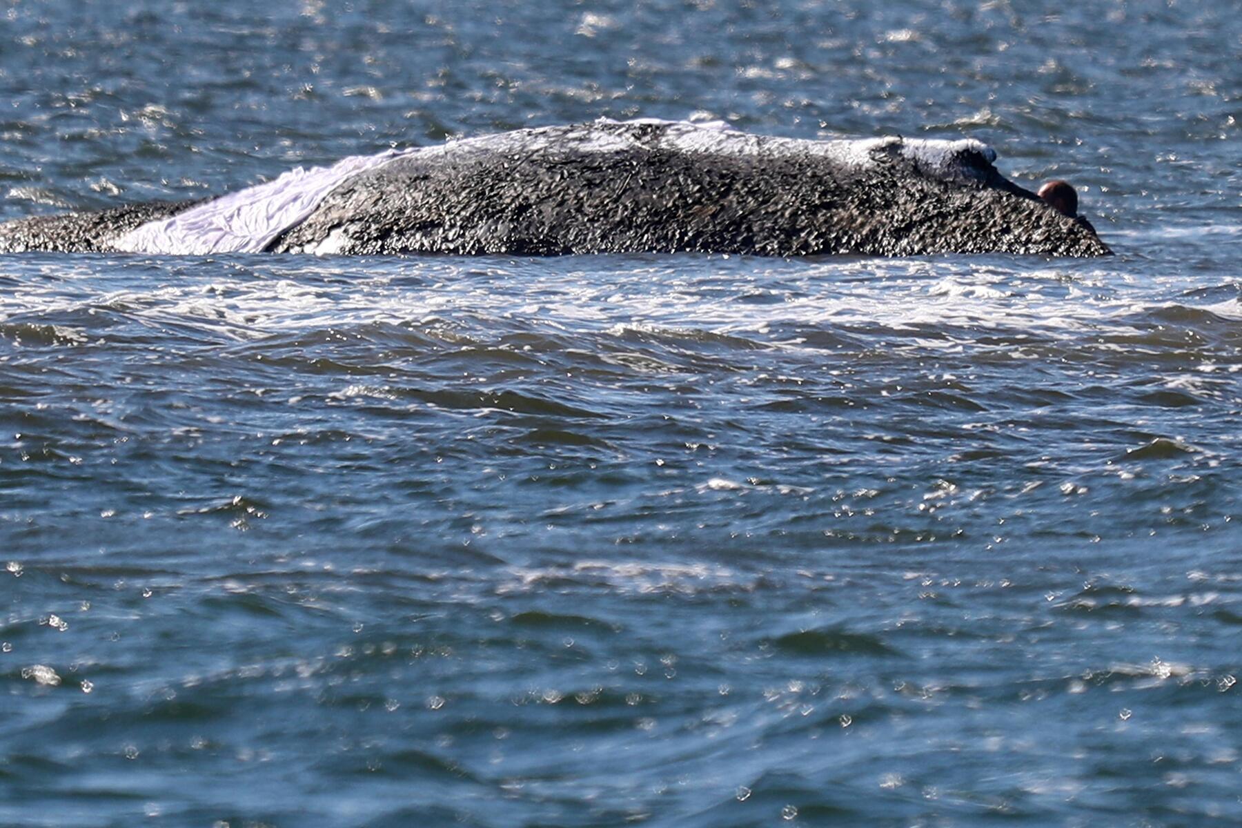 Buckelwal Timmy ist frei - er schwimmt im offenen Meer