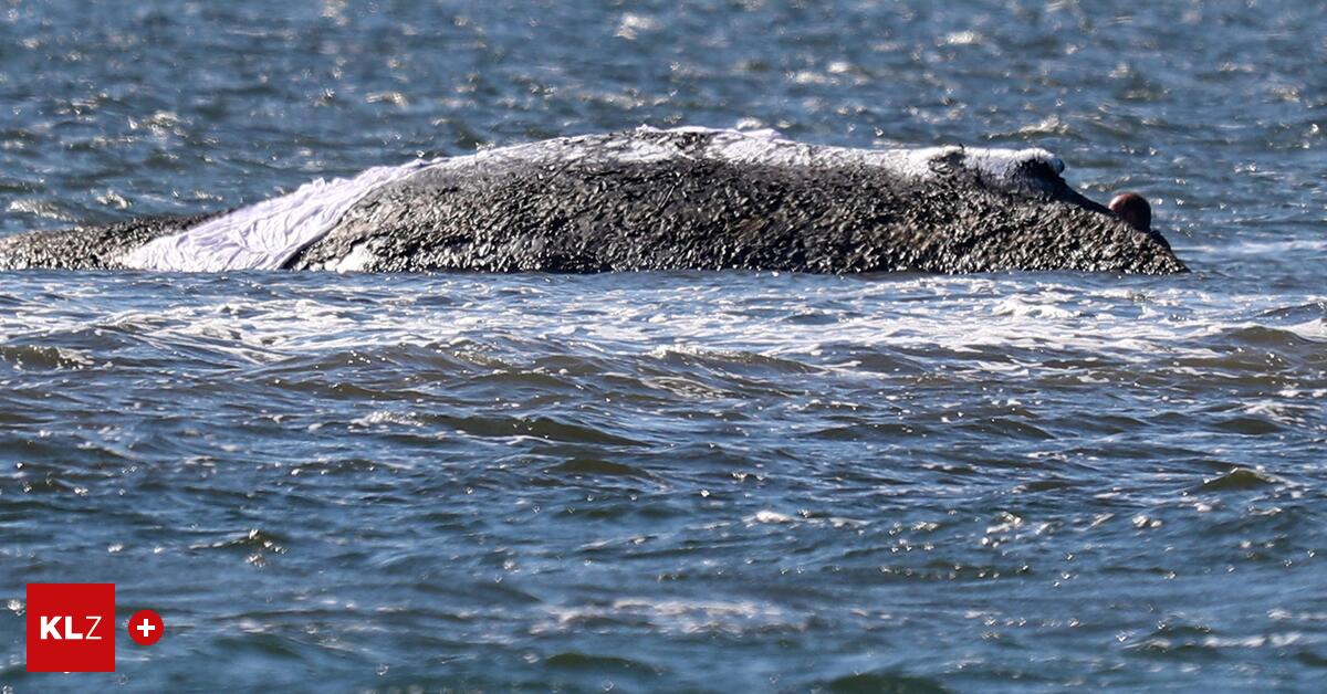 Humpback whale Timmy is free - | he swims in the open sea