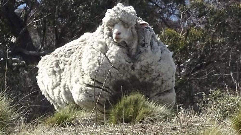 AUSTRALIA ANIMALS SHEEP