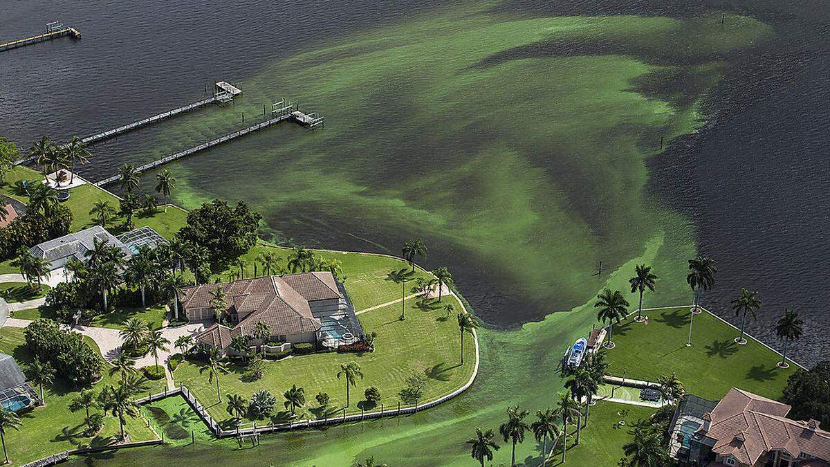 Alpenteppich vor St. Lucie