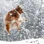 THEMENBILD, Wetter, Wintereinbruch. Italientief Ottilie und Tief Nele sorgten im oberen Ennstal für Neuschnee, im Bild ein Hund, Rasse Australian Shepherd, im dichten Schneetreiben mit Schneeflocken auf seinem Fell. Aufgenommen am 04.11.2022 in Schladming, Steiermark, Österreich (Austria). 
Fotocredit: Martin Huber