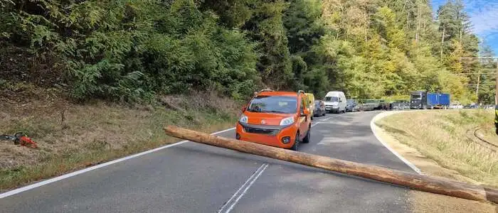Das Auto wurde fast vom Baum getroffen
