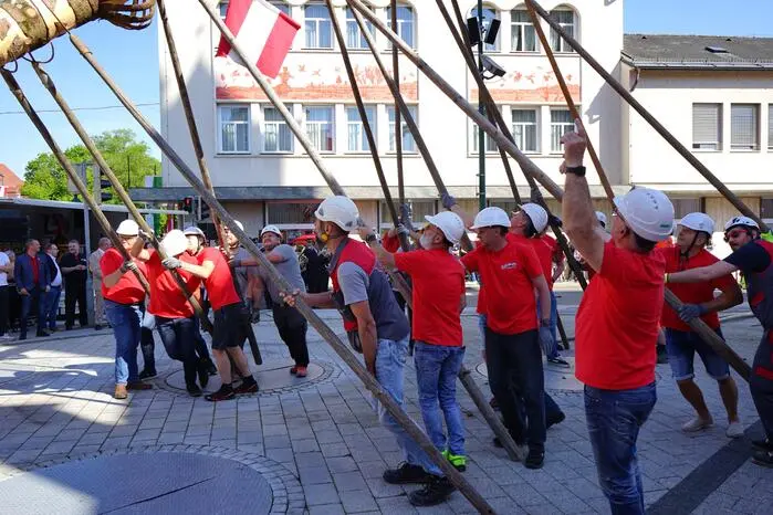 Die Mitarbeiter des städtischen Bau- und Wirtschaftshofs und der Stadtwerke Voitsberg leisteten ganze Arbeit und stellten den 28 Meter hohen Baum mit Muskelkraft und technischer Unterstützung auf.