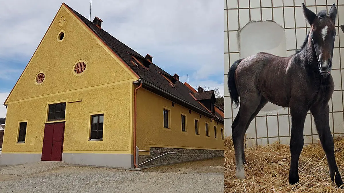 Hengstfohlen "Neapolitano Graziella" hat die Kleine Zeitung in seinem Stall in Piber empfangen