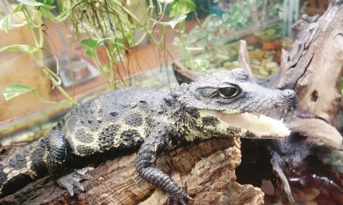 Im Reptilienzoo kann man ganz besonderen Tieren einen Besuch abstatten 