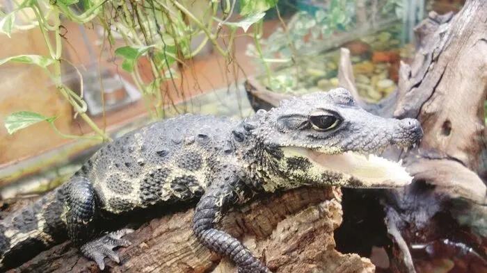 Im Reptilienzoo kann man ganz besonderen Tieren einen Besuch abstatten
