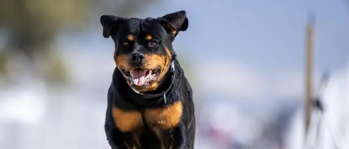 Drei Rottweiler und ein Hirtenhund attackierten ein Spaziergänger-Paar in Bad Loipersdorf (Sujetbild)