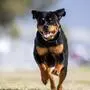 Ein Rottweiler fiel in einem Wald bei Lannach ein Kleinkind an (Sujetfoto)