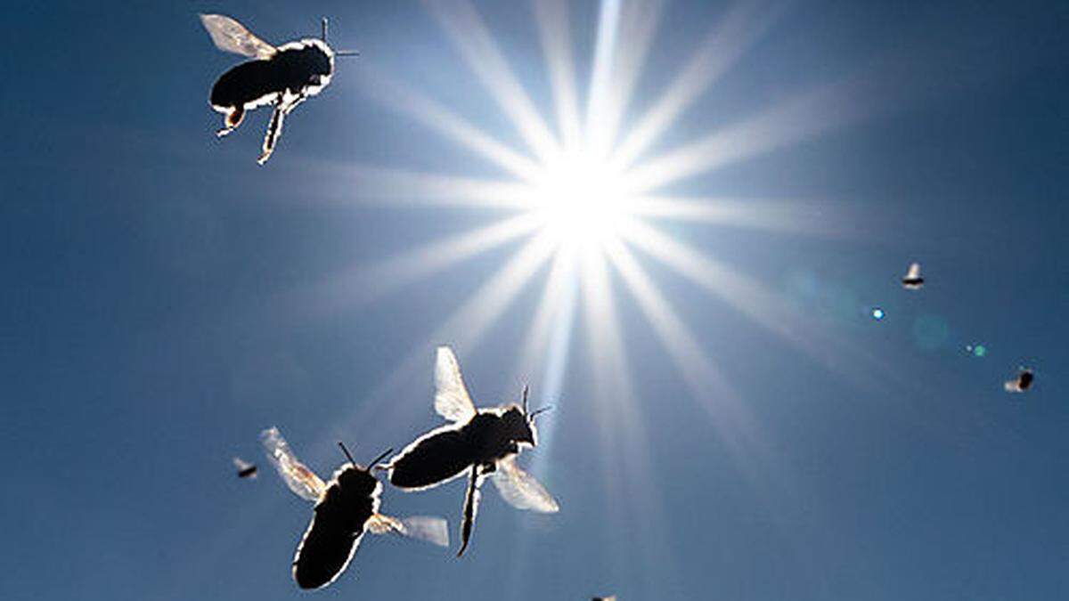 Die warmen Temperaturen locken auch die Bienen wieder heraus