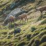 Steinböcke in freier Wildbahn im Nationalpark Hohe Tauern