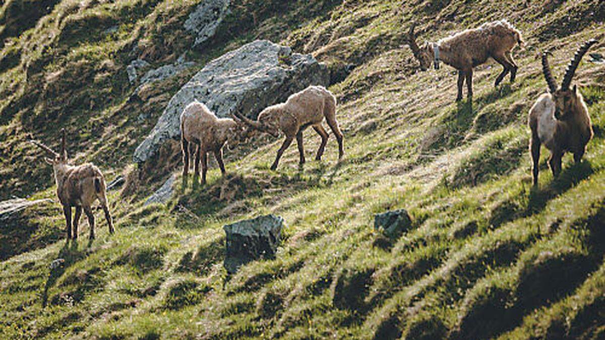 Steinböcke in freier Wildbahn im Nationalpark Hohe Tauern