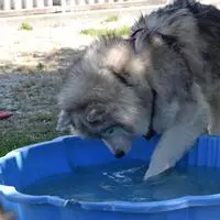 Maya tastet sich langsam an das Wasser heran