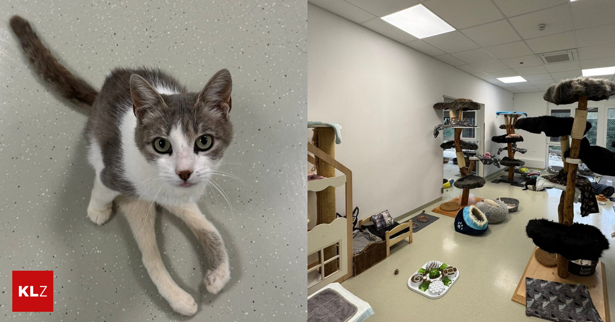 Katzenhoffnung-Steiermark-Alle-Katzen-sind-nach-Mooskirchen-umgesiedelt