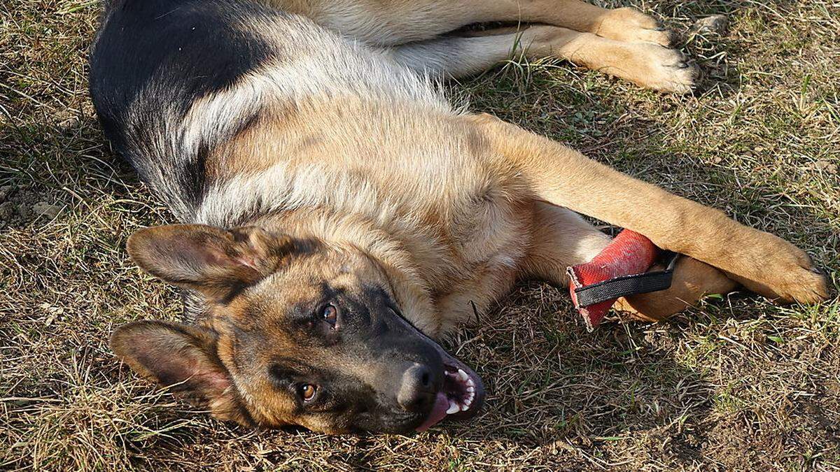 Der Schäferhund biss zu, als der Bub ihn umarmte (Symbolfoto)