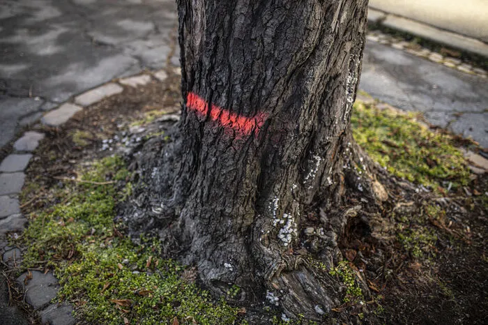 Die Markierung zeigt, dass der Baum entfernt werden muss.