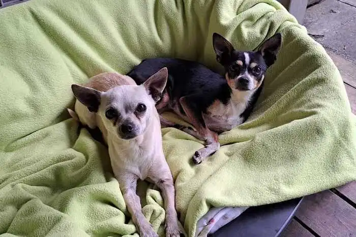 Mini und Daisy sind zwei sehr freundliche Chihuahua-Hündinnen, die gemeinsam ein neues Zuhause suchen. Sie sind 9 Jahre alt. Kon­takt: Garten Eden, 9020 Kla­gen­furt, Au­en­weg 102, Te­le­fon: (0660) 27 88 212; face­book/tier­hei­me­den