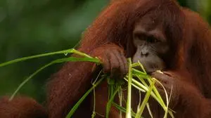 Orangutan eating the grass during the rainy day, dark green background with copy space for text