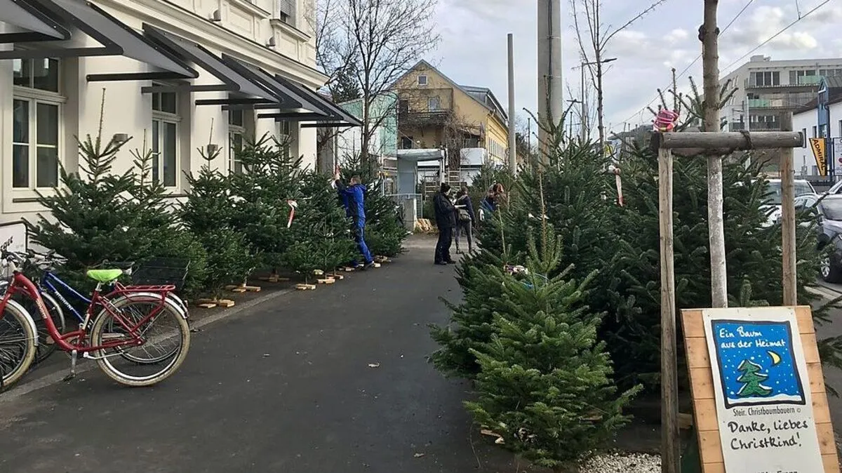 Steirische Christbäume werden auch in der Eggenberger Allee verkauft