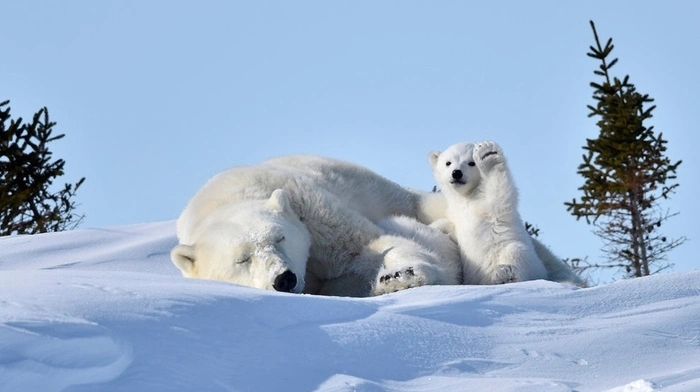 Die Finalisten des Comedy Wildlife Photography Awards 2016: Philip Marazzi fing frostige, aber herzerweichende Grüße ein.    