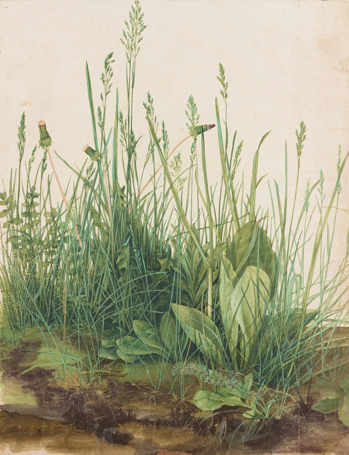 Albrecht Dürer, Das große Rasenstück, 1503