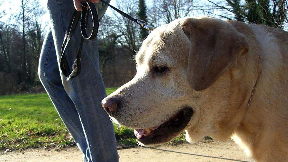 In Feldkirchen werden Hundeliebhaber künftig mehr an Steuern zu zahlen haben, 40 Euro werden pro Jahr fällig