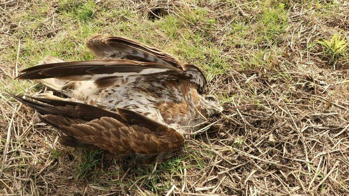 Erneut toter Mäusebussard im Weinviertel entdeckt 