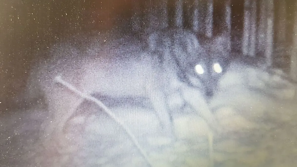 Der Wolf in der Fotofalle. Es handelt sich um ein recht stattliches Exemplar