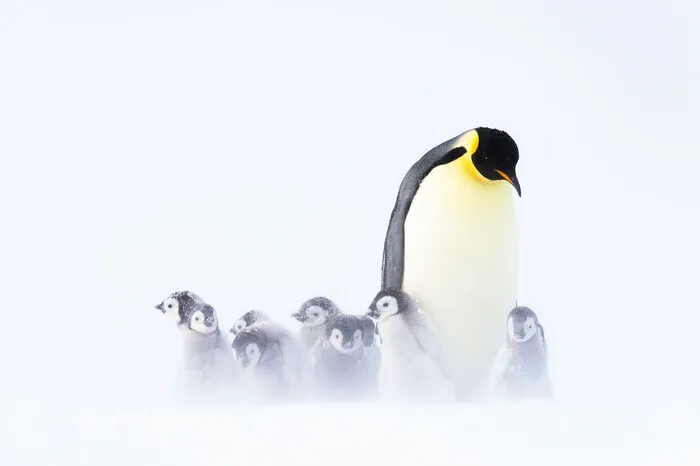 Wenn die beiden Kaiserpinguineltern die zwei Monate alten Küken verlassen müssen, um mehr Nahrung zu finden, bilden die Jungen kleine Grüppchen, für Gesellschaft und Wärme.