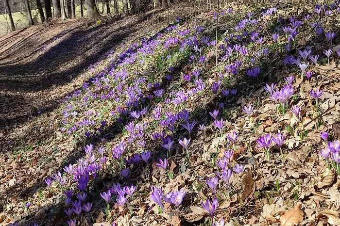 An der Straße nach Bad Gams zaubern die Krokusse Farbe in die Landschaft.
