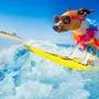 jack russell dog surfing on a wave , on ocean sea on summer vacation holidays, with cool sunglasses and flower chain