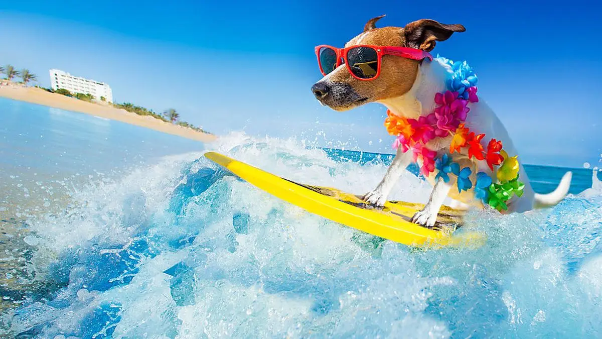 jack russell dog surfing on a wave , on ocean sea on summer vacation holidays, with cool sunglasses and flower chain