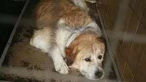 Die zwei Hunde wurden von der Polizei gerettet (Sujetbild)