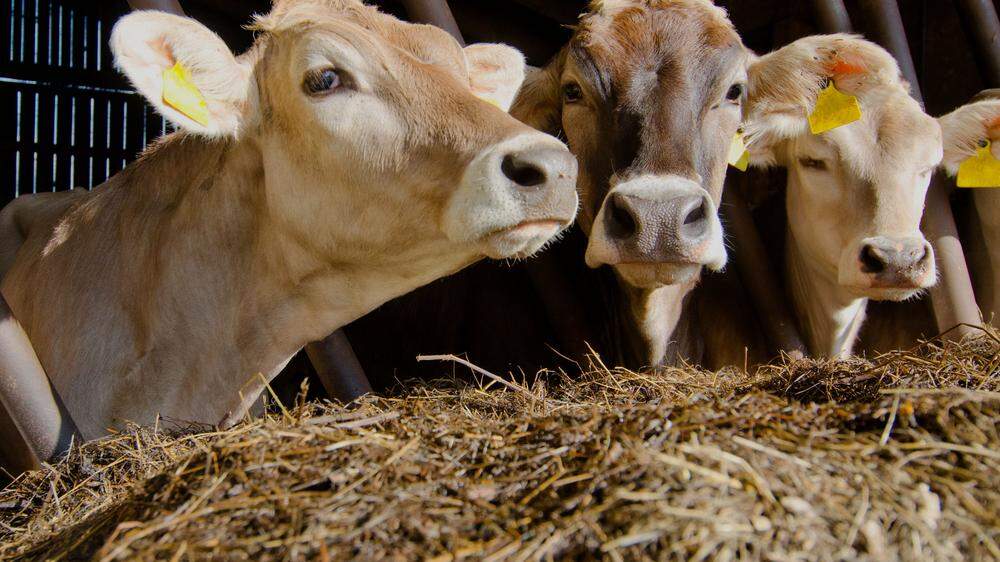 „Stallprofi Milch/Rind“ heißt der Lehrgang, der erstmalig in Kärnten angeboten und wo Wissen über Milchviehhaltung vermittelt wird