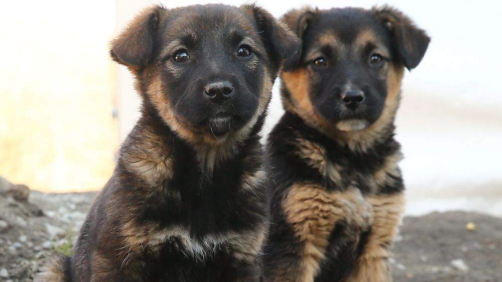 Sujetfoto: Via Facebook wurden Hundewelpen angeboten - geschenkt