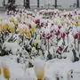 Die Frühlingsblumen werden am Dienstag mancherorts eine Schneehaube tragen